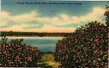 Vintage Postcard- 309F. ORANGE GROVES, FLORIDA. UnPost 1930 picture