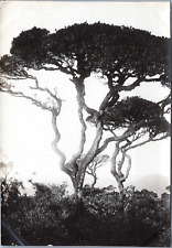 Sri Lanka, Peradeniya, Royal Botanical Garden, Vintage Silver Print, 1910 Vintag picture