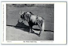 c1920 White Tailed Gnu Garden Zoological Society London Vintage Antique Postcard picture