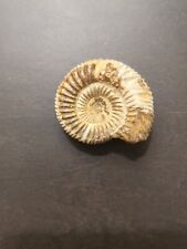 Ammonite (White) Fossil 110 g Authentic Real picture