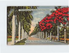 Postcard Royal Poinciana Tree Amidst Majestic Royal palms Florida USA picture