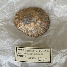 Patella granatina/Cymbula granatina, True Limpet shell from South Africa picture