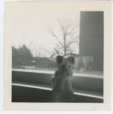 Vintage Photo Cute Doggy In Window Long Island 30 Stewart Ave. Norwalk CT 1950s picture