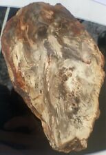 Petrified Wood Slab 423Gram/both Sides Polished,Bark Ring On/Beautiful Specimen picture