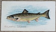 1910 T58 American Tobacco Fish Series Atlantic Salmon picture