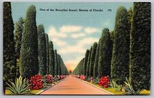 One Of Beautiful Scenic Streets Of Florida Fl Linen Unp Postcard picture