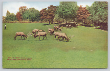 Elk Herd New York Zoological Park, #8758 Postcard, Bronx Zoo Antlers Zookeeper picture