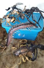 7 Vintage rubber huge cockroach Bee ant Centipede + Exterminator prop insect bug picture