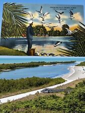 Orlando Florida Feeding Sea Gulls Never Used  Vintage Postcard picture