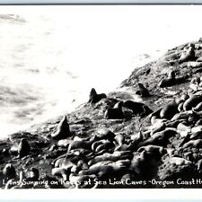 c1950s Oregon Coast Hwy, OR RPPC Sea Lions SUnning Rocks Caves Seal Photo A165 picture