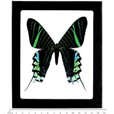 Urania leilus REAL FRAMED DAY FLYING MOTH SUNSET MOTH PERU picture