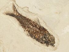 SCALES On This 50 Million Year Old Knightia FISH Fossil with Stand Wyoming 1707 picture