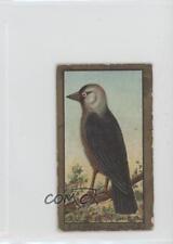 1910 ATC Bird Series T43 Sweet Caporal Jackdaw 0v3e picture