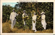 St Petersburg Florida Grapefruit Picking Grove 1920s Fashion Vintage Postcard picture