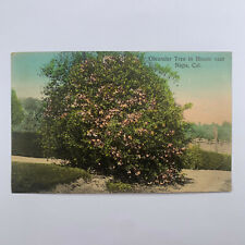 Postcard California Napa CA Oleander Tree Bloom Flower 1910s Unposted picture