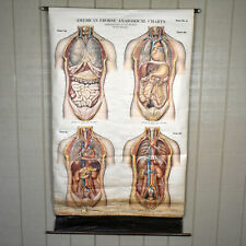 VTG American Frohse Anatomical Chart No 6 Chest and Abdomen 1918 Max Brodel picture