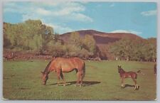 Animal~Mare & Foal In Pasture Greeting From Kensett Iowa~Vintage Postcard picture