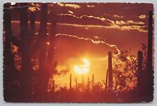 State View~Desert Scene At Sundown~Continental Postcard picture