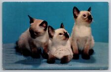 Three Siamese Kittens Cats Animals Pets Postcard P1 picture