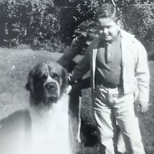 Vintage Black and White Photo Saint Bernard Dog Pet Sitting Boy Backyard picture