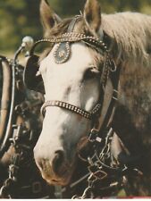 Percheron draft horse, Chip, postcard picture