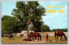 Postcard Greetings From Ocala FLA ~ Thoroughbred Horses Breeding Farm FL picture