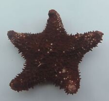 Stars Sea star Hippasteria heathi Oddities picture