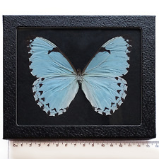 Morpho catenaria catenarius BLACK BACKGROUND REAL FRAMED BUTTERFLY ICE BLUE picture