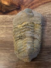 Trilobite Fossil Rock Medium Size Morocco 3 Inches picture