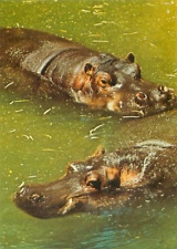 Postcard - Hippopotamus San Diego Zoo, California  Hippos in Water picture