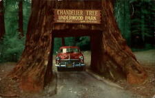 Leggett California Chandler Drive-thru tree 1950s car redwood vintage postcard picture