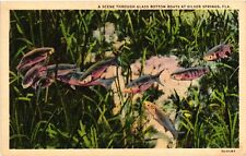 Vintage Postcard- Fish, Silver Springs, FL Early 1900s picture