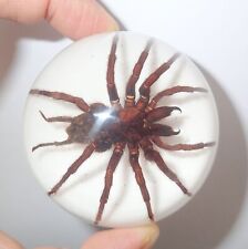 Tarantula Spider Real Specimen 6.7 cm Acrylic Dome Paperweight White bottom picture