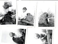 Vintage Photographs Set of 5 Pet Baby Porcupine Bottle Fed Hug Lady Boy picture