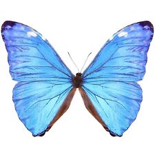 Morpho adonis ONE REAL BUTTERFLY BLUE UNMOUNTED WINGS CLOSED picture