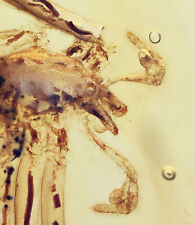 Large Spider with fangs, Fossil inclusion in Burmese Amber picture