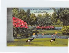 Postcard Beautiful Golden-Crested Cranes Sarasota Jungle Gardens Florida USA picture