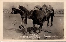 Real Photo Postcard Sharkey Famous Bucking Bull Pendleton Round-Up 1913 picture