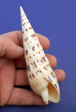 1 Large Marlin Spike Seashell 5-6