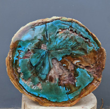 30.05kg Rare Opalized Petrified Wood Polished for Home Decoration 1MAY37 picture