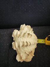Tridacna Clam Shell Large Natural White Shell 8.5”x 5.5” picture