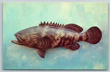 Postcard Jewfish picture