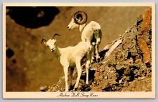 Alaskan Dall Sheep Rams Mt Mckinley National Park Postcard picture
