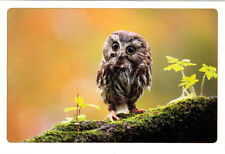 TINY OWL LOOKS VERY SERIOUS Russian postcard  picture