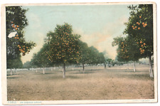 An Orange Grove Farm in Florida FL-1916 posted postcard picture