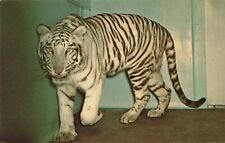 White Tiger - National Zoological Park - Washington DC - Postcard picture