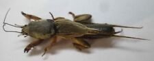 Gryllotalpa unispina Gryllotalpidae mole cricket 1 pcs S Ukraine picture
