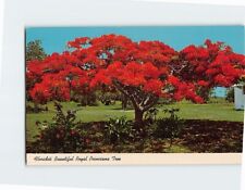 Postcard Florida's Beautiful Poinciana Tree Florida USA picture