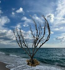 Natural Black Coral Tree Branch, Sea Fan, Coral beach decor, Sea Souvenir picture