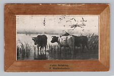 Postcard UDB Cattle Drinking P. Stortenbecker c1907 picture